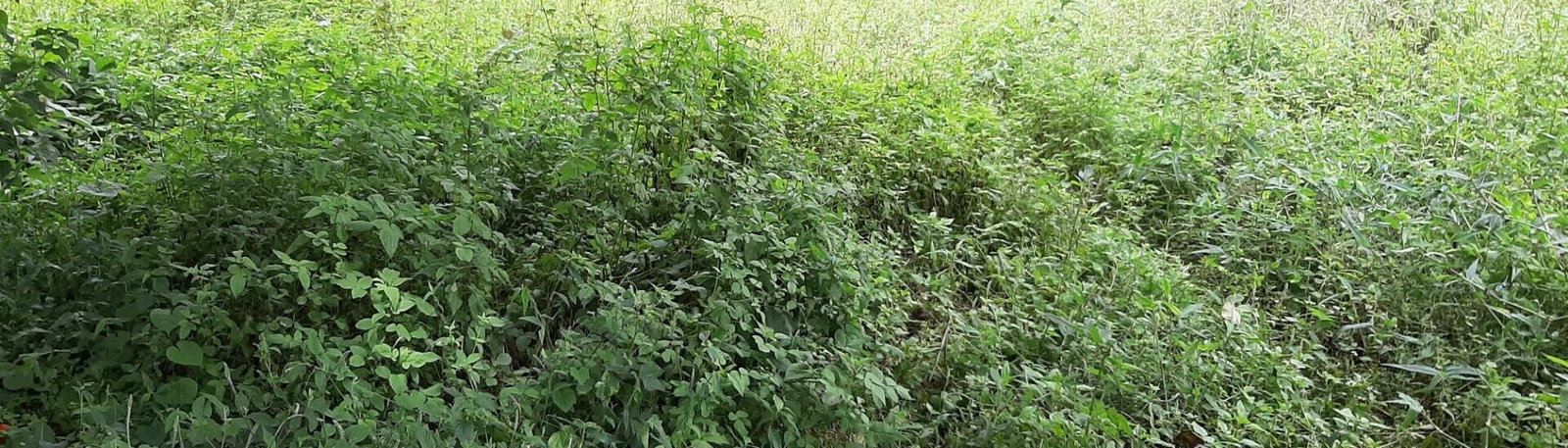 1 Acre Garden Plot in Ridgeways