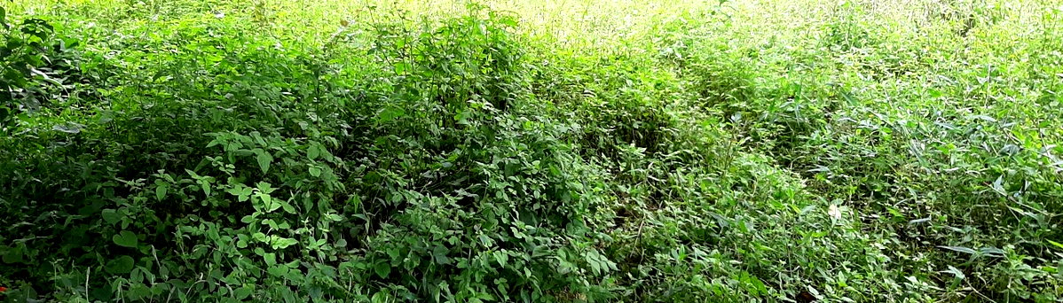 1 Acre Garden Plot in Ridgeways