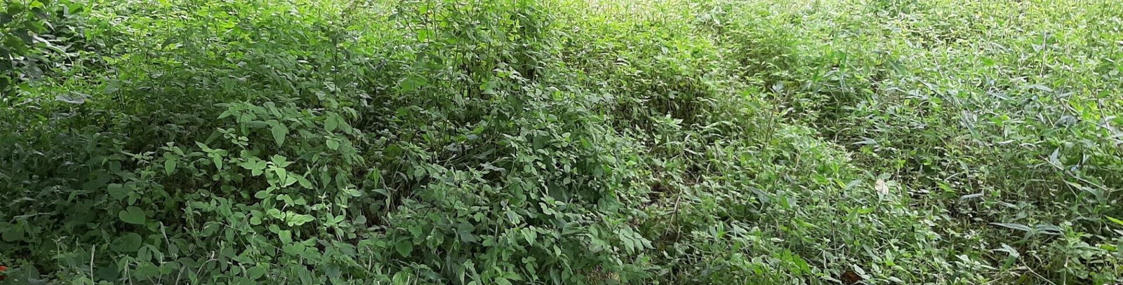 1 Acre Garden Plot in Ridgeways