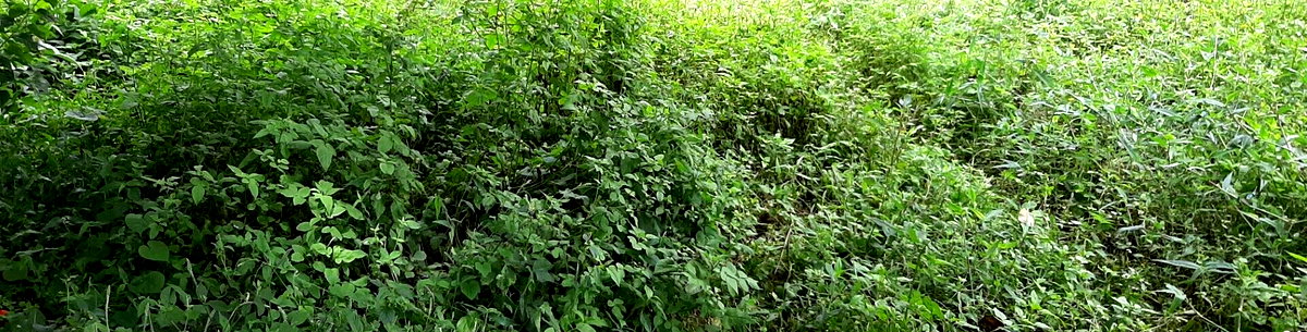1 Acre Garden Plot in Ridgeways