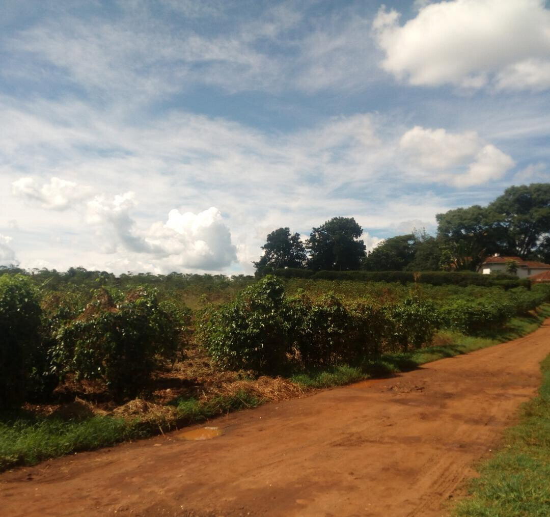 1.4-Acre Runda Plot at KSh 130M