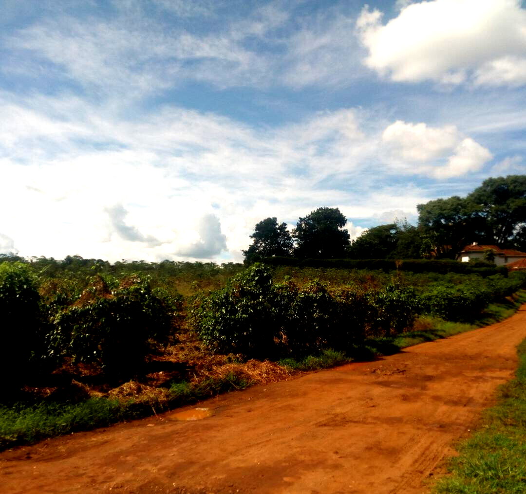 1.4-Acre Runda Plot at KSh 130M