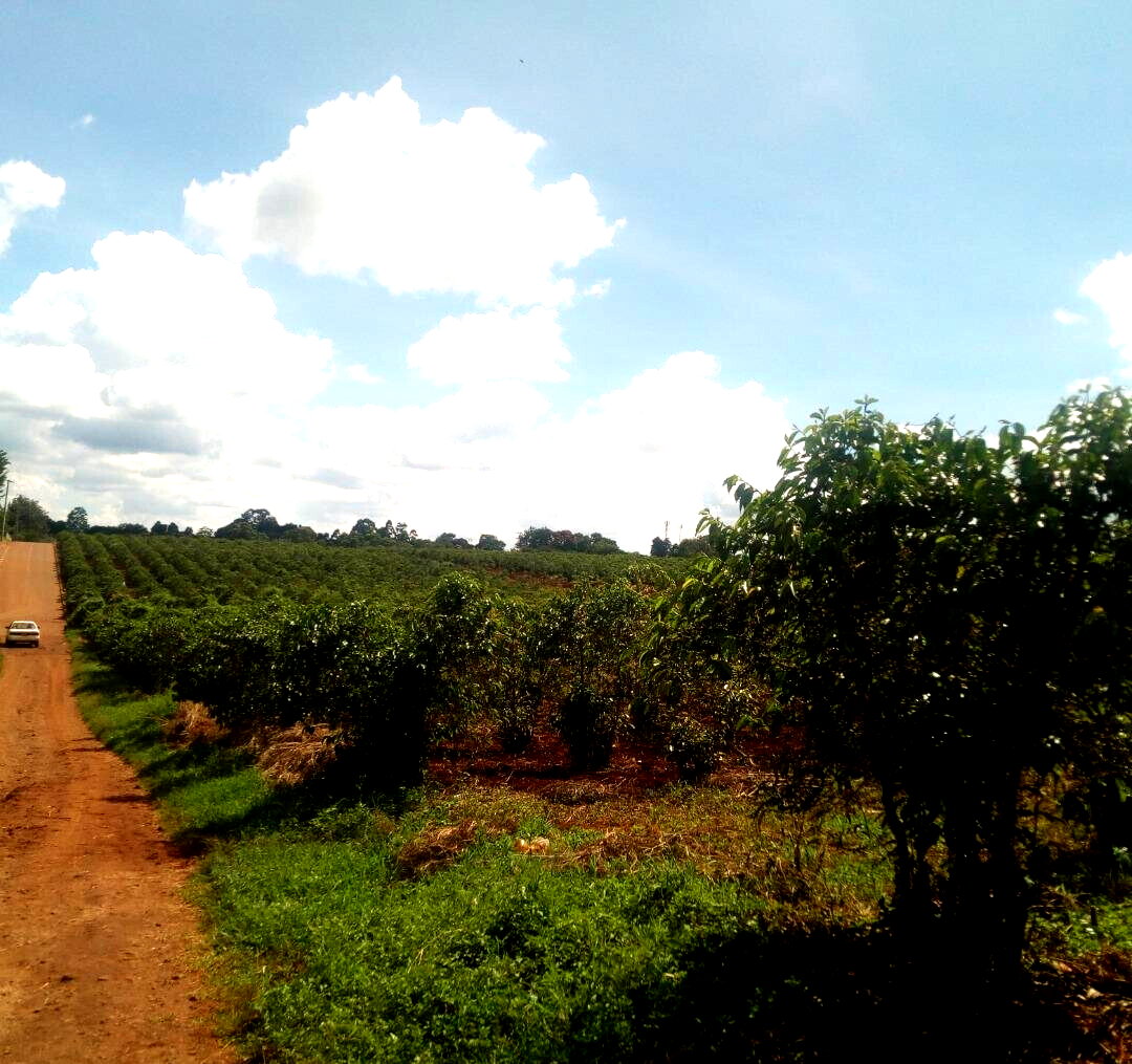 1.4-Acre Runda Plot at KSh 130M