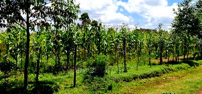 Plots for Sale in Illula After Kapsoya in Eldoret - Image 5