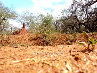 42 Acres Iselengei(Oloitoktok South) at 350k Per Acre - Image 9