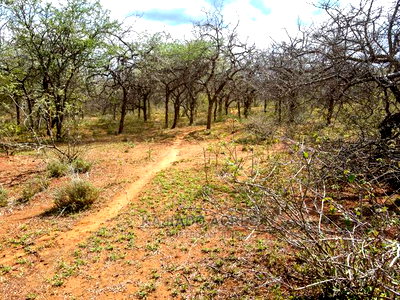 42 Acres Iselengei(Oloitoktok South) at 350k Per Acre - Image 2