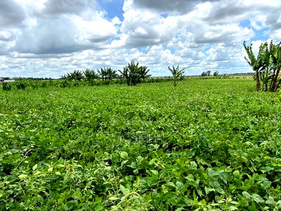 Kisaju 10acres Farm With Borehole - Image 10