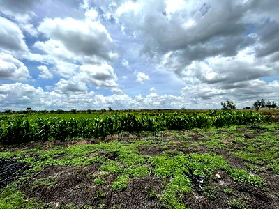 Kisaju 10acres Farm With Borehole - Image 9