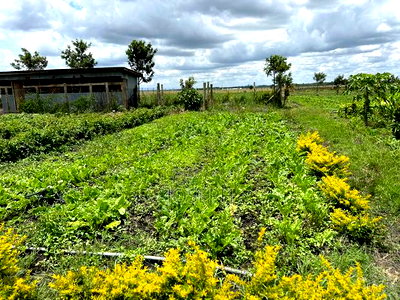 Kisaju 10acres Farm With Borehole - Image 13