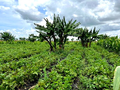 Kisaju 10acres Farm With Borehole - Image 11