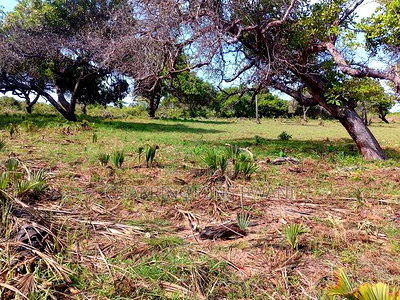 For Sale: 6.5 Acres for Sale in Mwabungo, Midlot - Image 18