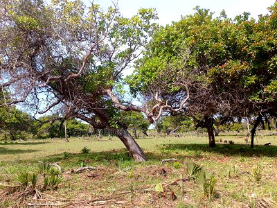 For Sale: 6.5 Acres for Sale in Mwabungo, Midlot - Image 15