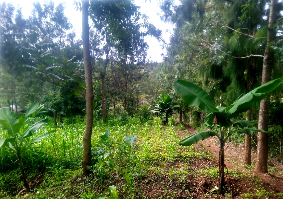 1-Acre Plot with River Frontage in Oloolua