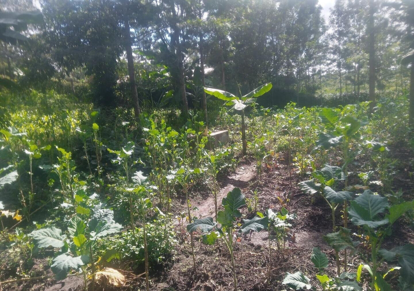 1-Acre Plot with River Frontage in Oloolua