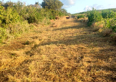 0.99 Acre Plot at KSh 250K