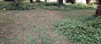 0.88 Acre Westlands Plot with Garden