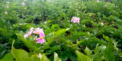 1acre Land at Nyandarua Milangine at 1.6m Red Soil Fertile Farm - Image 1