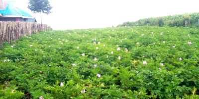 1acre Land at Nyandarua Milangine at 1.6m Red Soil Fertile Farm - Image 2