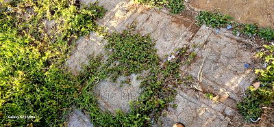 4bdrm Bungalow in Kimumu for sale - Image 13