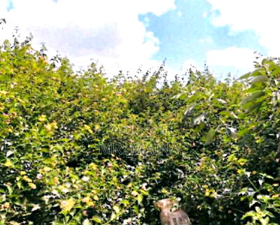 Prime 0.53 Acre's Vacant Property in Tatu City - Kiambu - Image 3