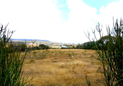 Quarter Acre Plot with Garden