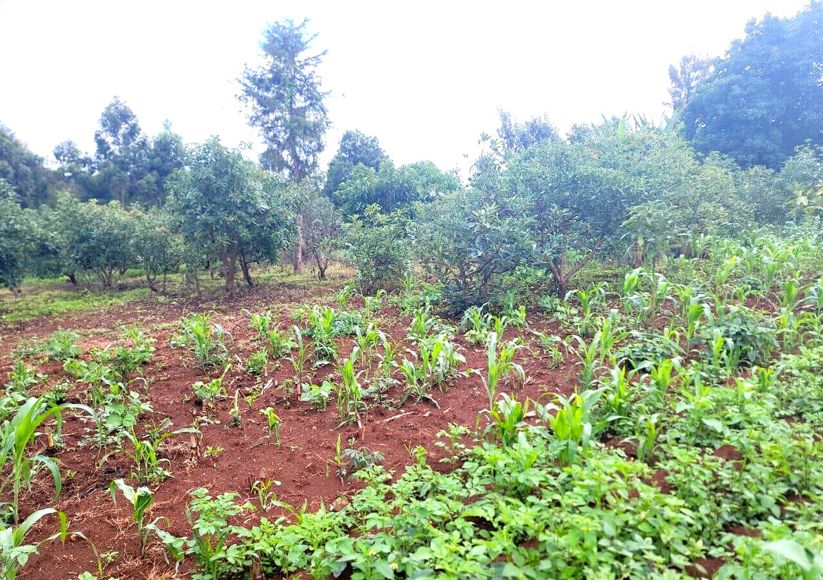 3-Acre Land in Banana, Kiambu