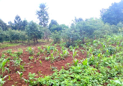 3-Acre Land in Banana, Kiambu