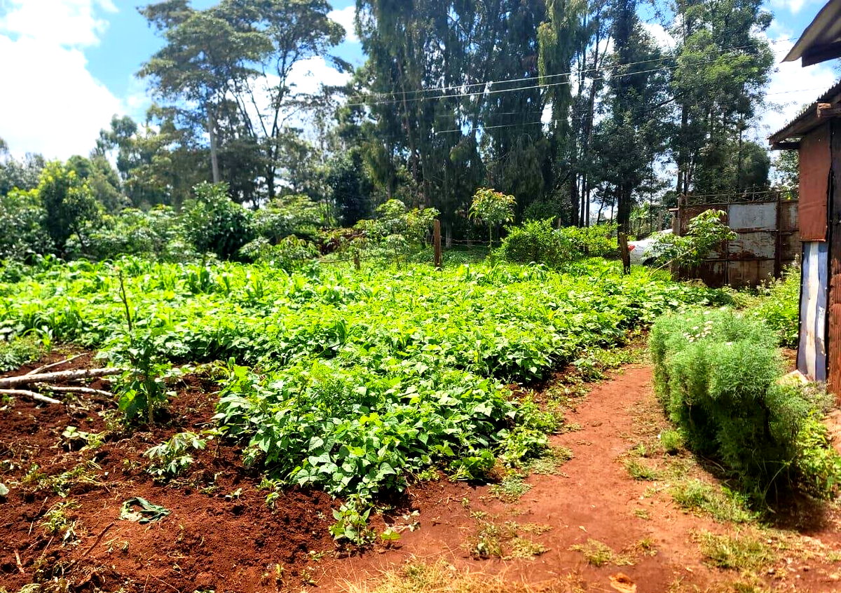 3-Acre Land in Banana, Kiambu