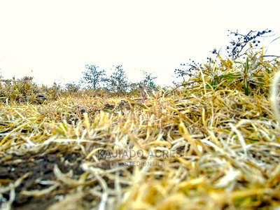 5 Acres Rangau ,Kandisi at 38million - Image 4