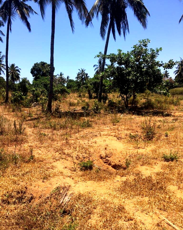 50x100 Pet Friendly Plot for KSh 1M