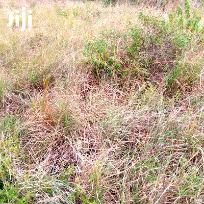 30 Acres Farming Land Lentoko - Image 7