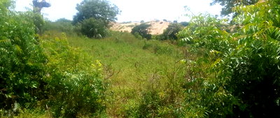 1.5 Acre Pet Friendly Land in Malindi