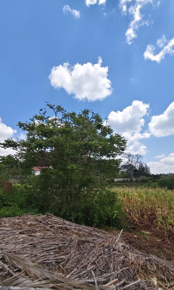 1.2-Acre Plot with Garden in Nyari