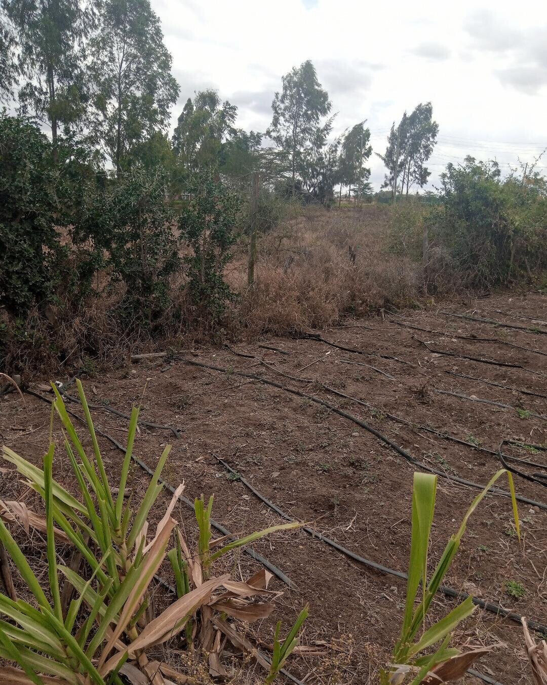 1/8 Acre Garden Plot with Parking