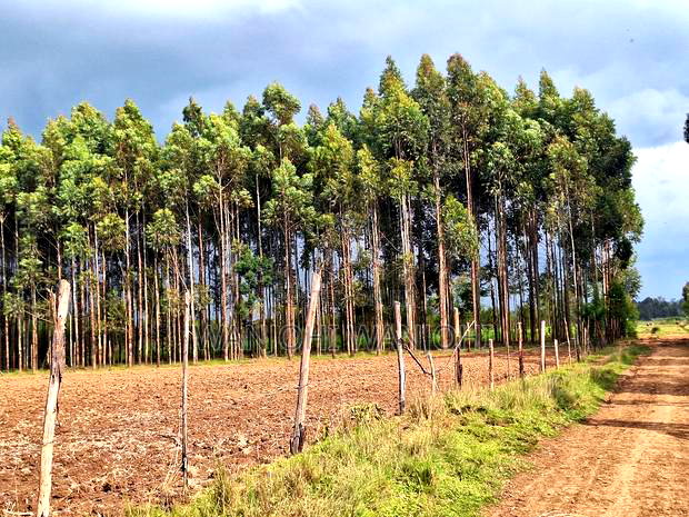 0.5 Acre Plots in Gatimu