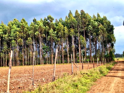 0.5 Acre Plots in Gatimu - Image 4