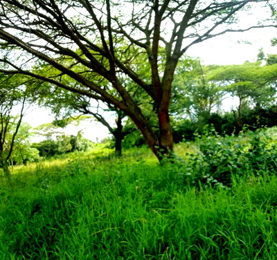 Half Acre in Secure Estate, KSh 35M