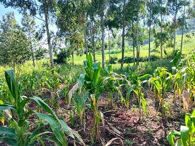 1/2 Acre Rongai at 14m - Image 4