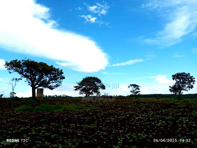 Makuyu 178 Acres Red Soil for Sale - Image 11