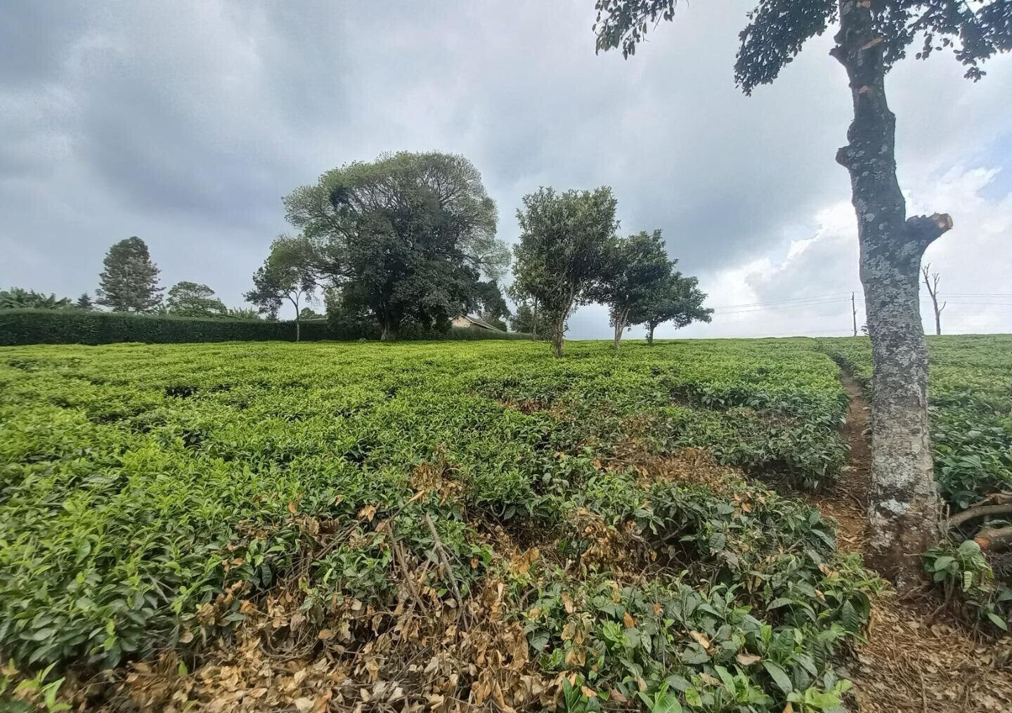9.5-Acre Tea Plantation with Garden