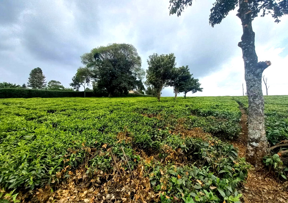 9.5-Acre Tea Plantation with Garden