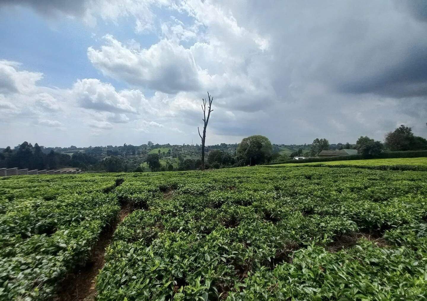 9.5-Acre Tea Plantation with Garden