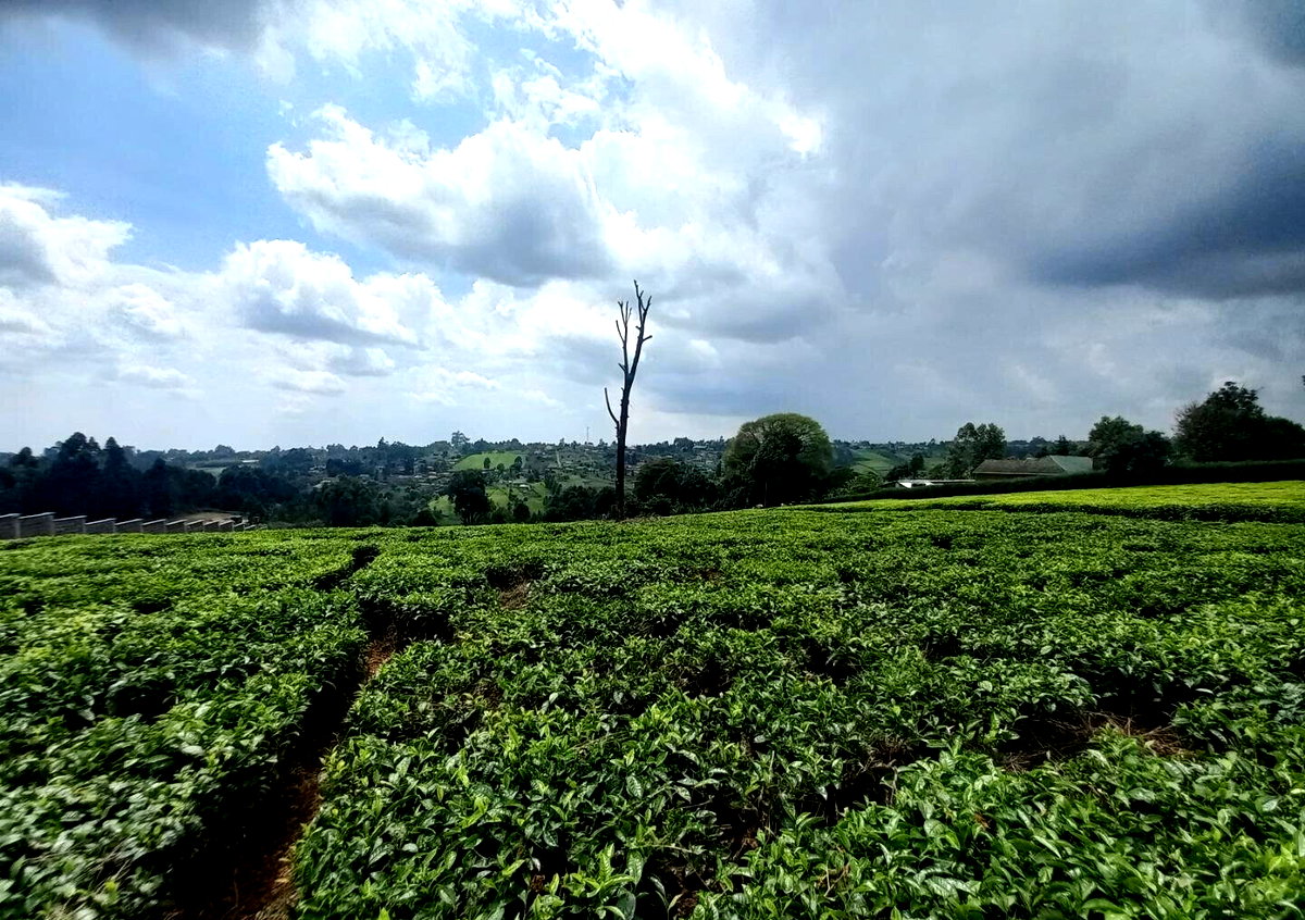 9.5-Acre Tea Plantation with Garden