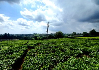 9.5-Acre Tea Plantation with Garden