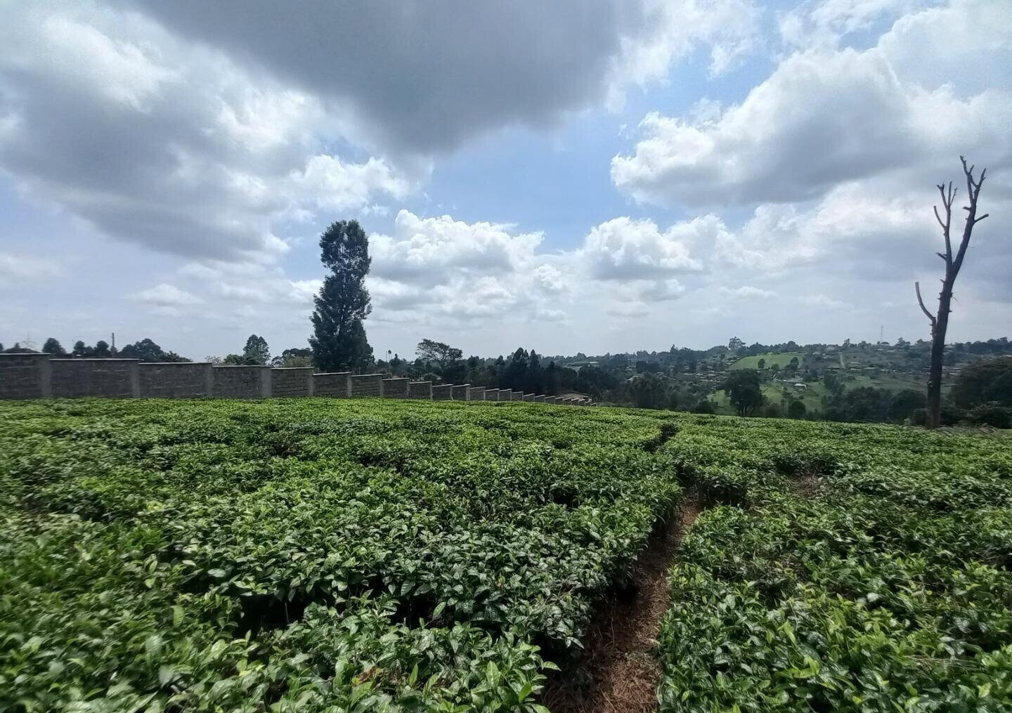 9.5-Acre Tea Plantation with Garden