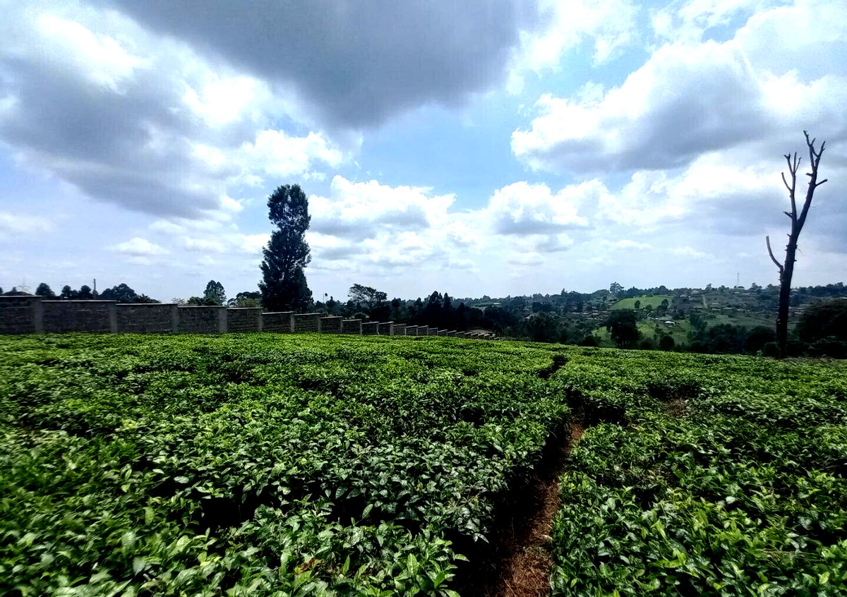 9.5-Acre Tea Plantation with Garden