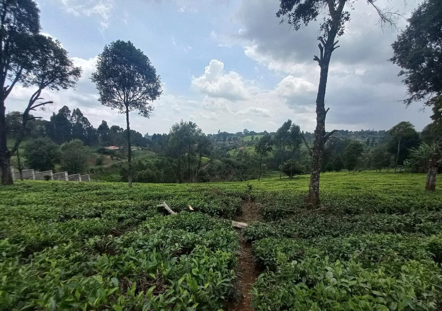 9.5-Acre Tea Plantation with Garden