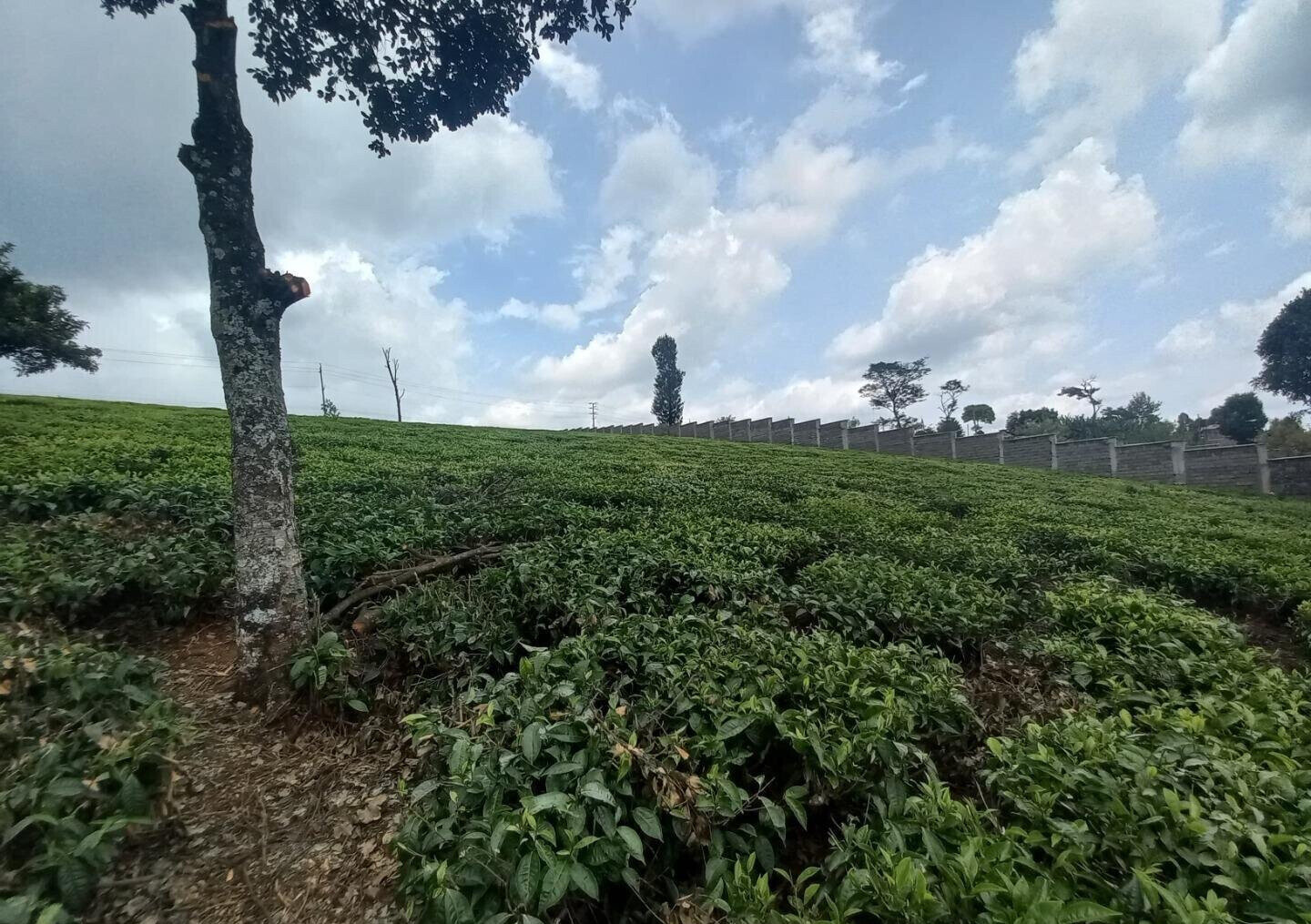 9.5-Acre Tea Plantation with Garden