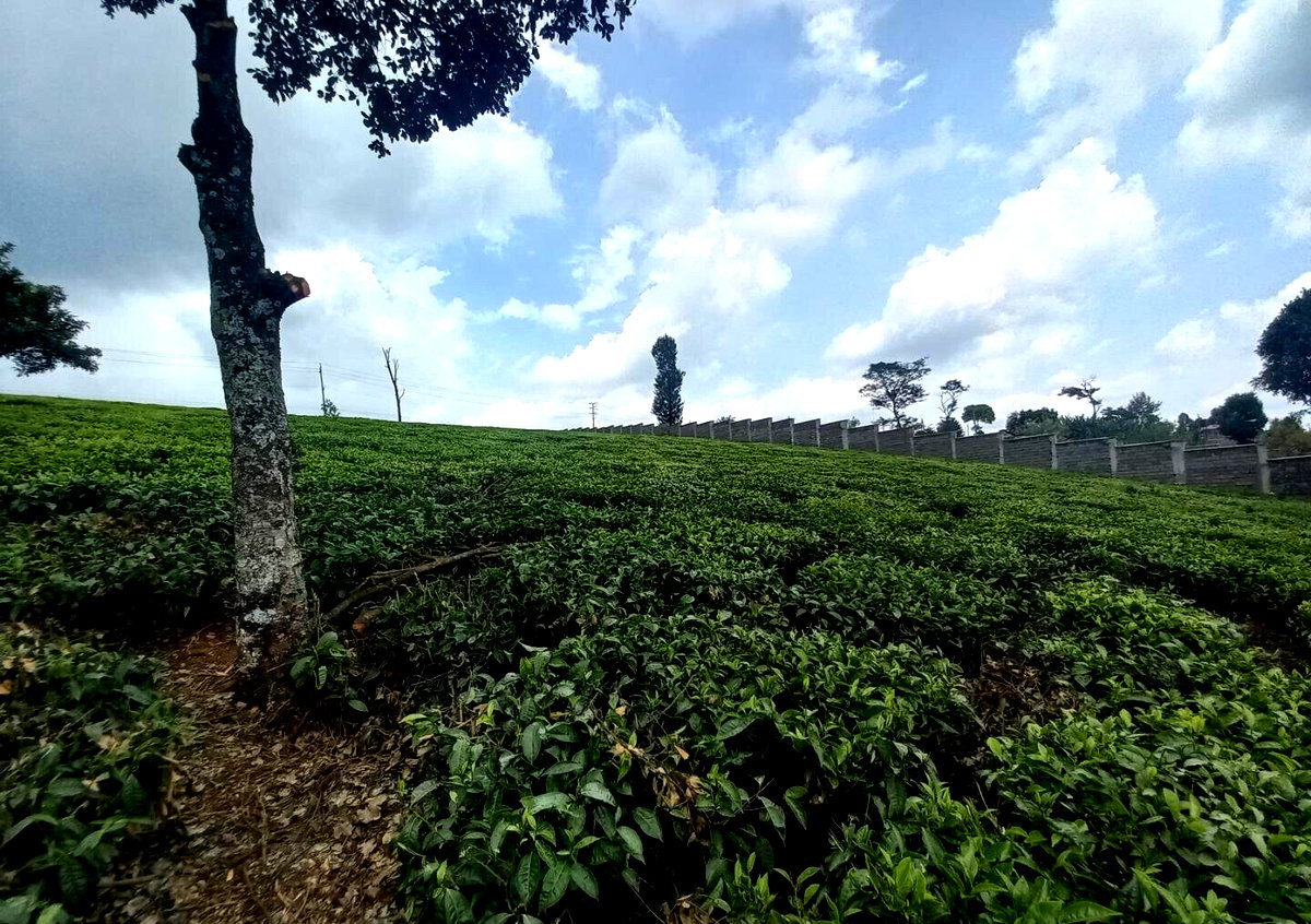 9.5-Acre Tea Plantation with Garden