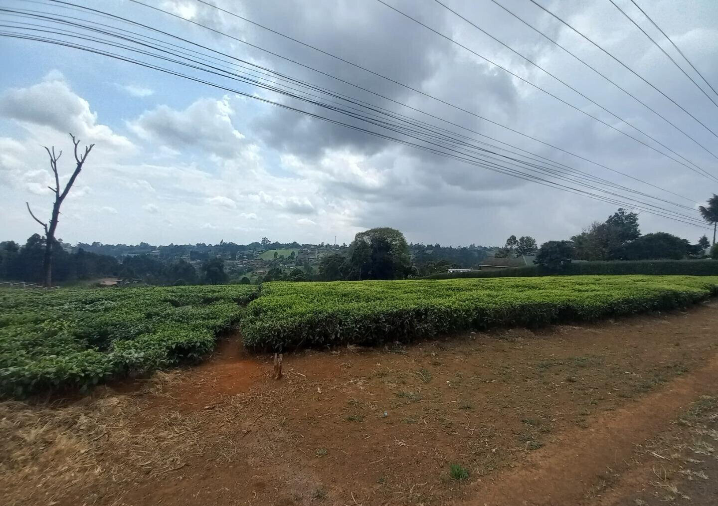 9.5-Acre Tea Plantation with Garden